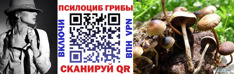 купить наркотики цена  Багратионовск  Галлюциногенные грибы Magic Shrooms 